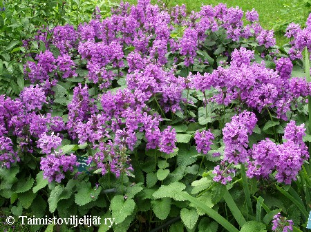 Stachys macrantha